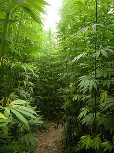 Hemp Farming